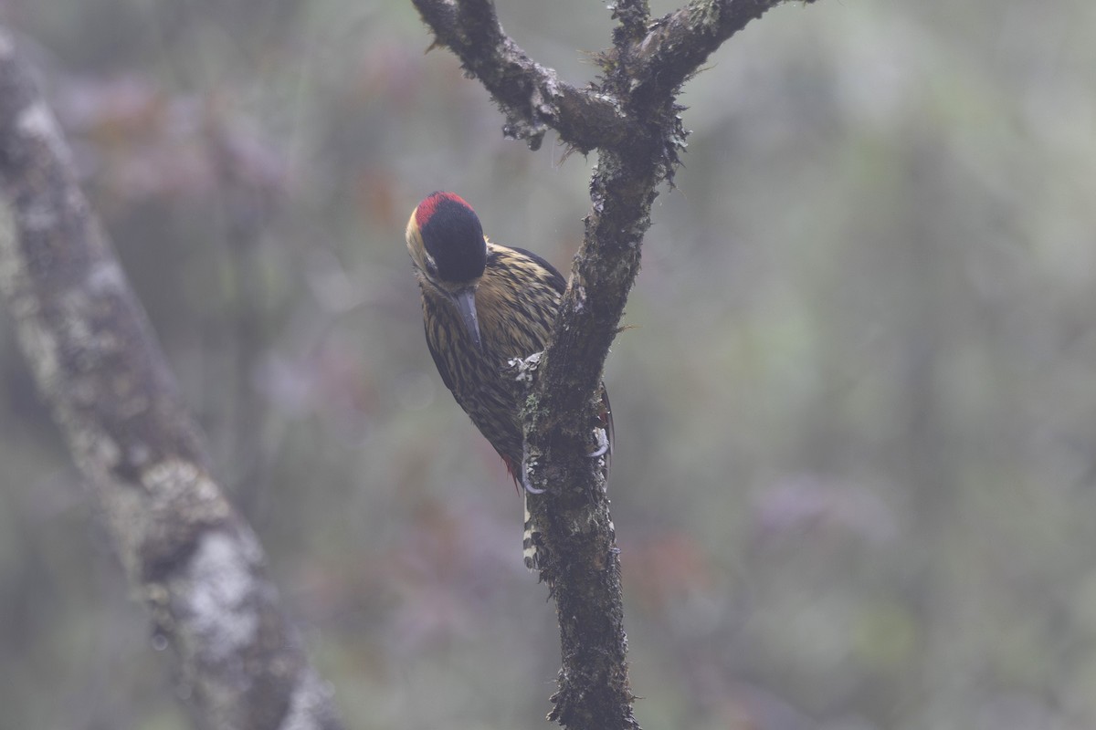Darjeeling Woodpecker - ML638262804