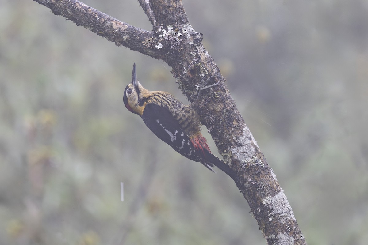 Darjeeling Woodpecker - ML638262806