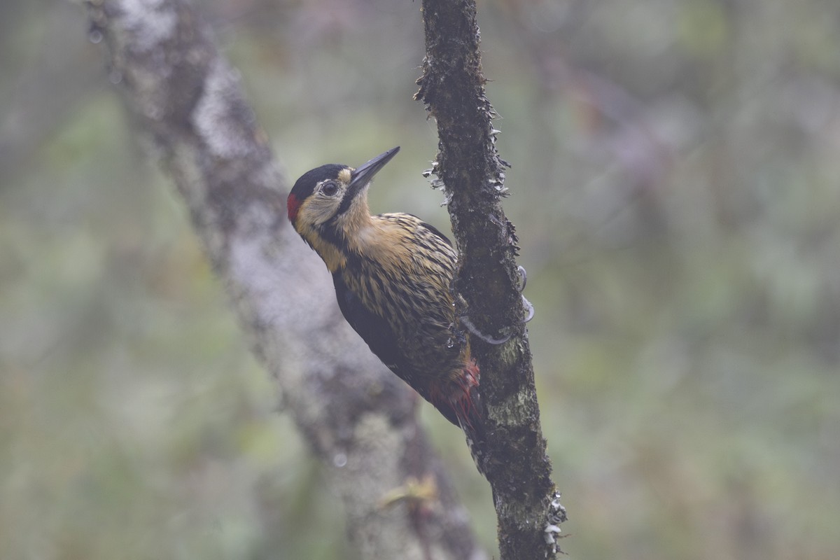 Darjeeling Woodpecker - ML638262807
