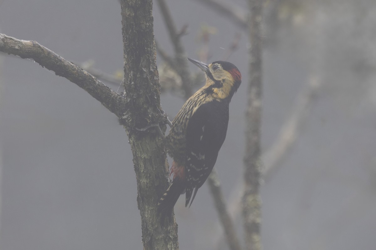 Darjeeling Woodpecker - ML638262808