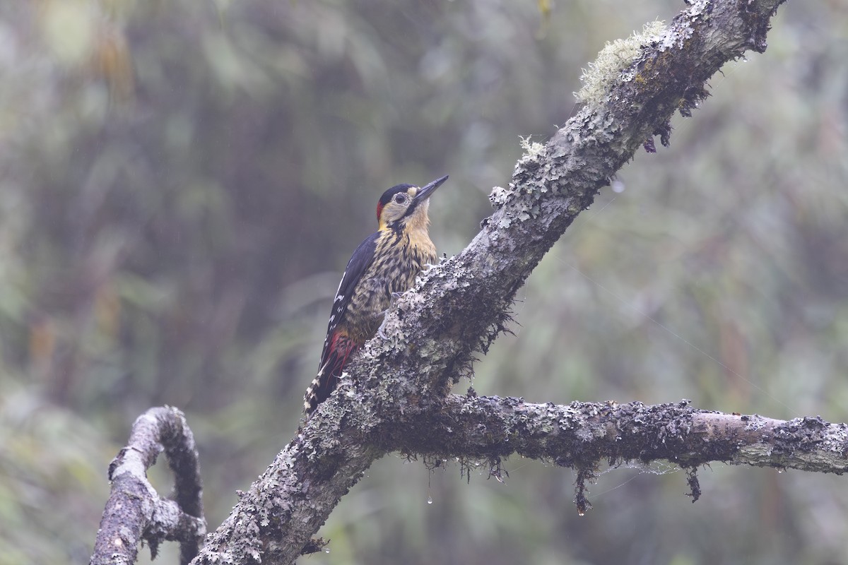 Darjeeling Woodpecker - ML638262809