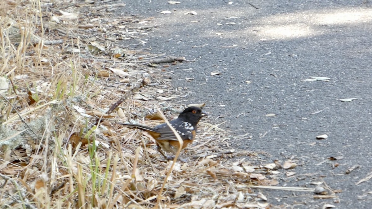 Spotted Towhee - ML638262812