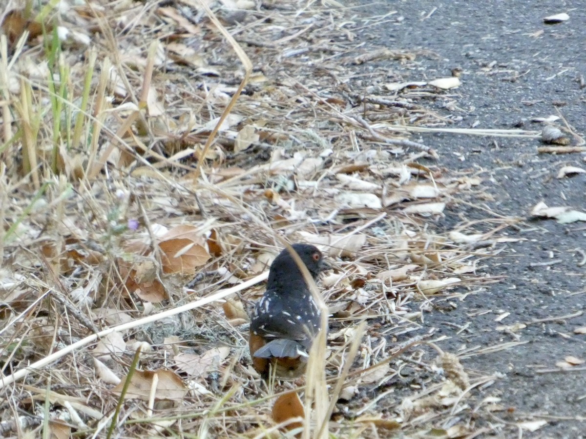 Spotted Towhee - ML638262813