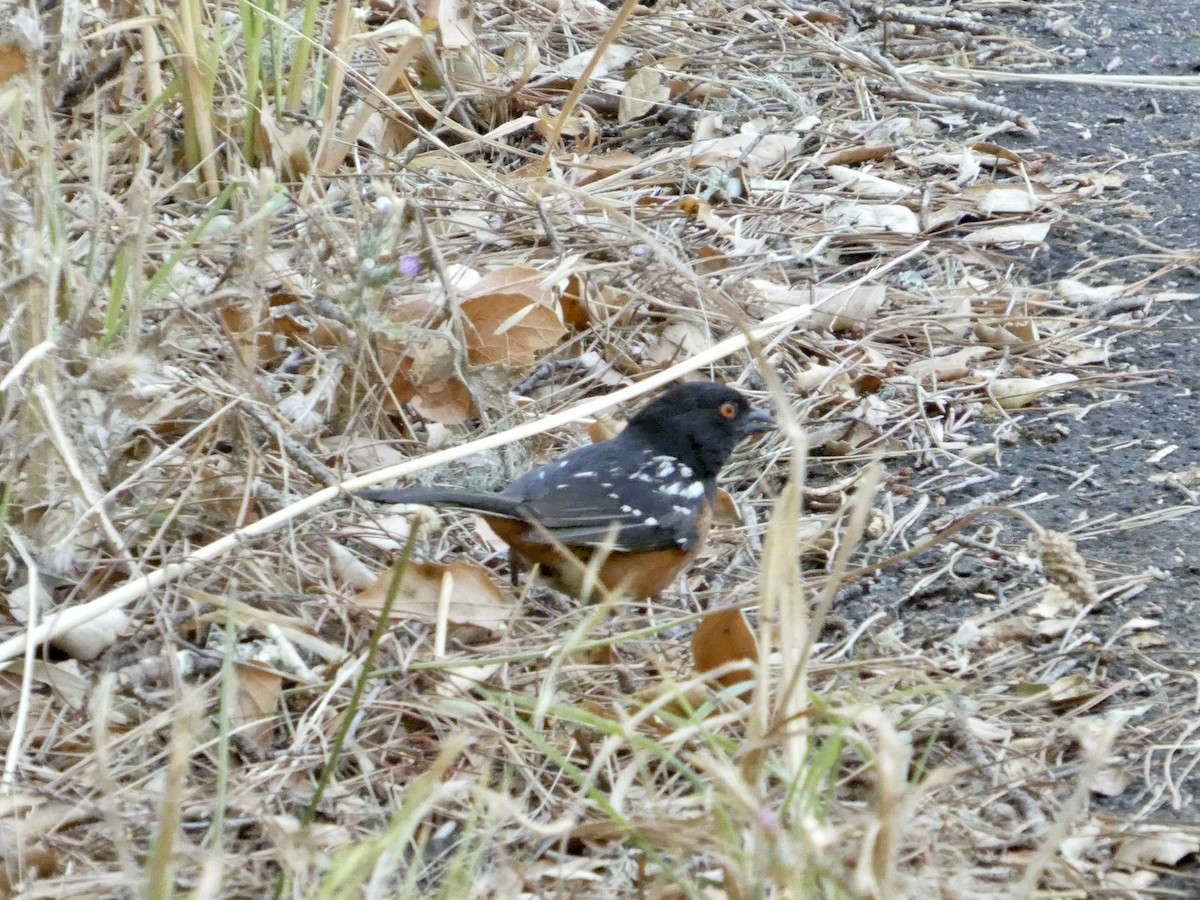 Spotted Towhee - ML638262814