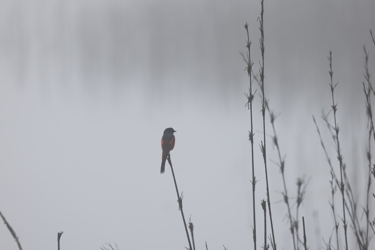 Long-tailed Minivet - ML638262825