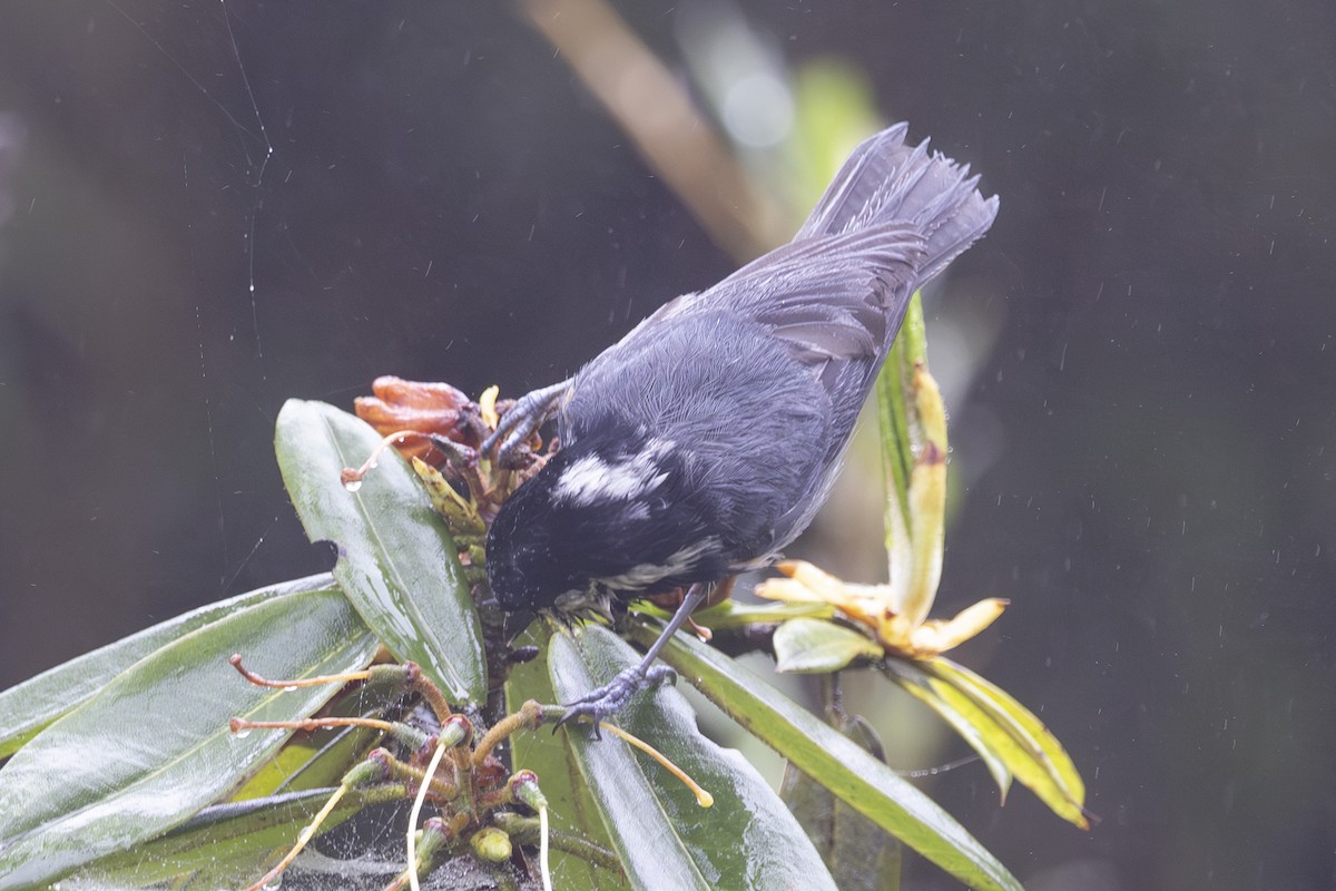 Rufous-vented Tit - ML638262830