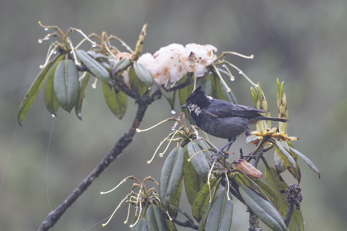 Rufous-vented Tit - ML638262832
