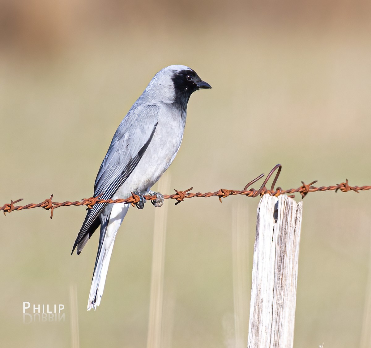 Black-faced Cuckooshrike - ML638262880