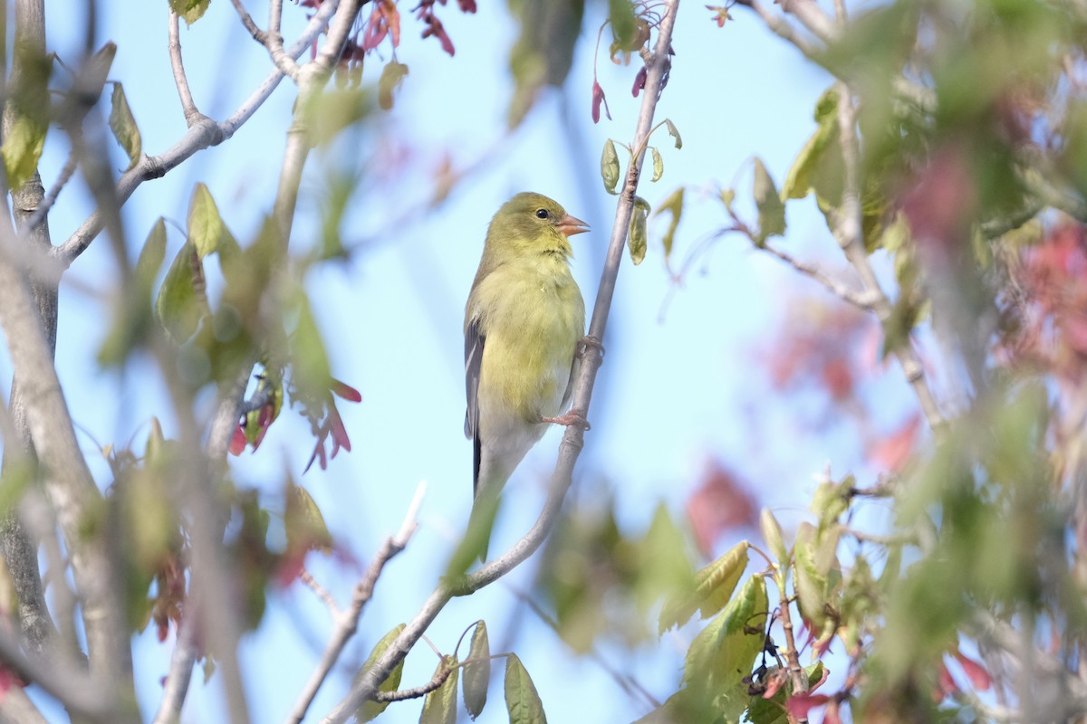 American Goldfinch - ML638262890