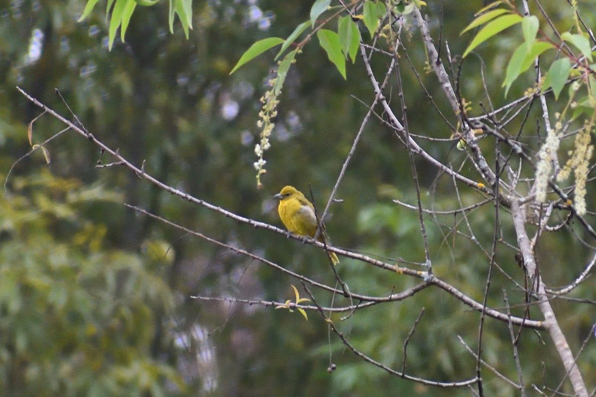 Hepatic Tanager - ML638262893