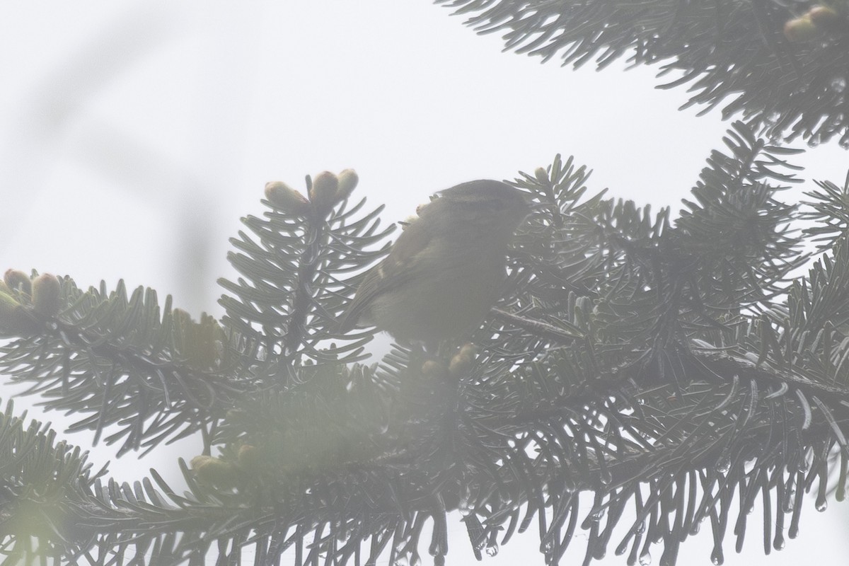 Blyth's Leaf Warbler - ML638262897