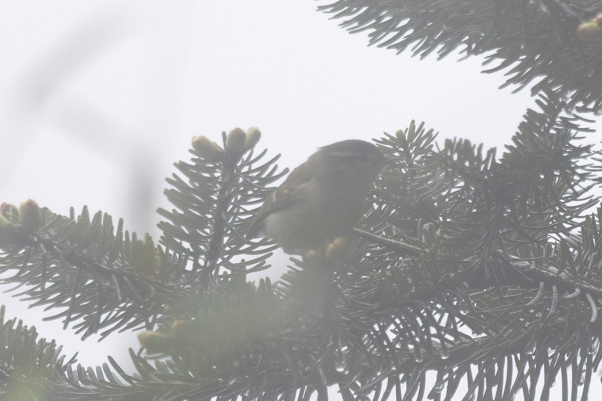 Blyth's Leaf Warbler - ML638262898