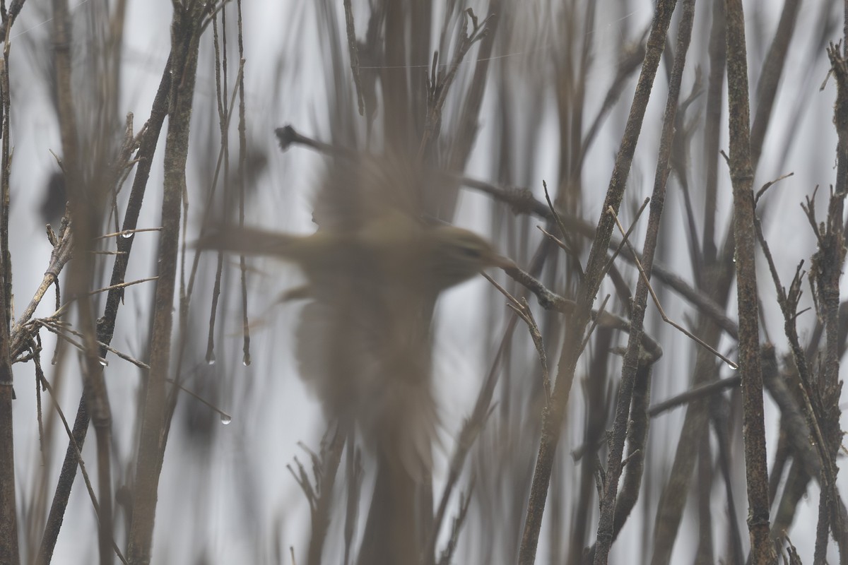 Aberrant Bush Warbler - ML638262903