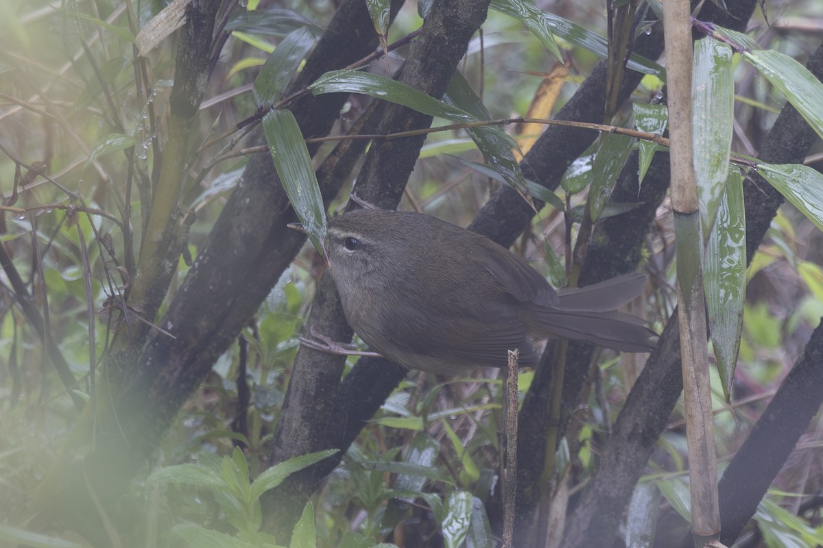 Aberrant Bush Warbler - ML638262904