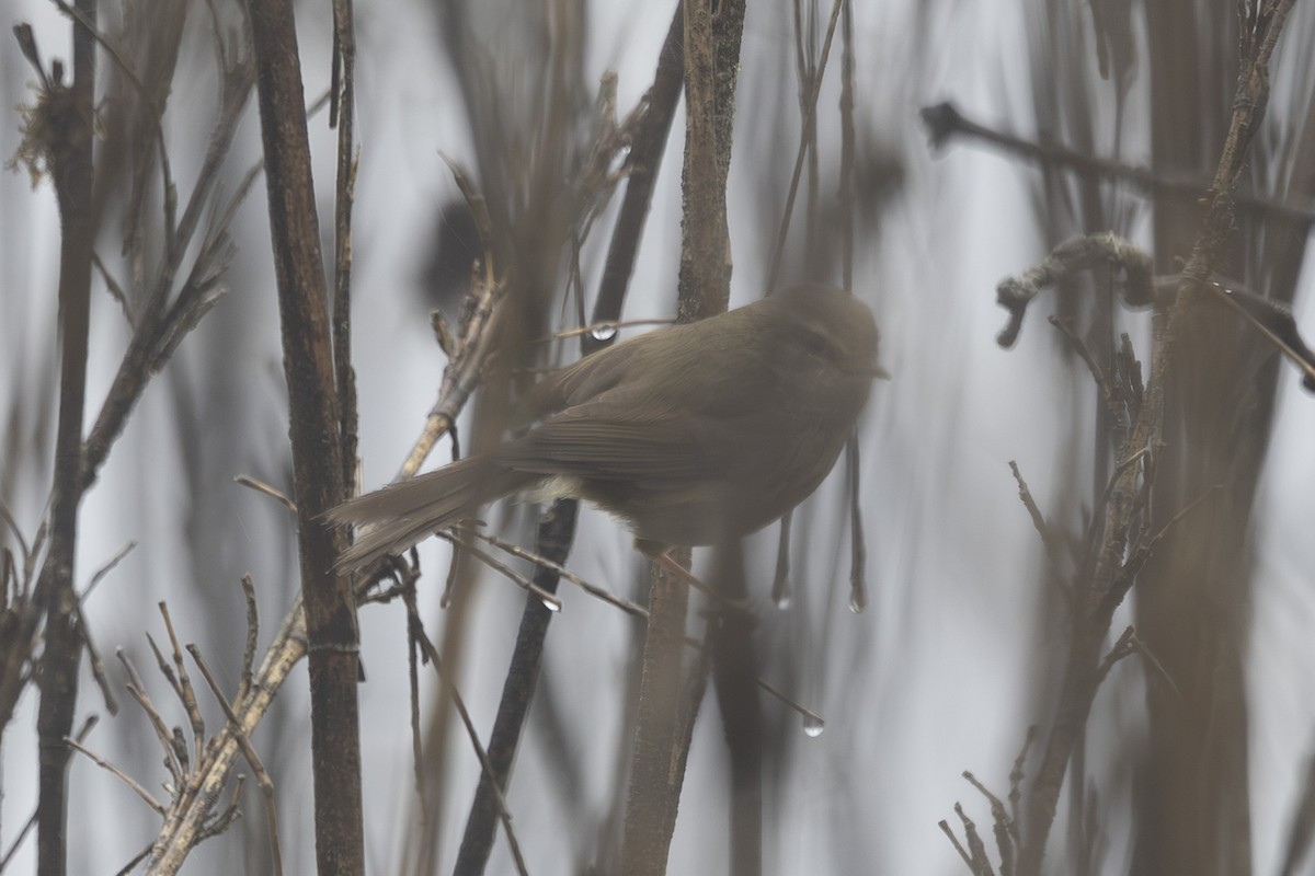 Aberrant Bush Warbler - ML638262905