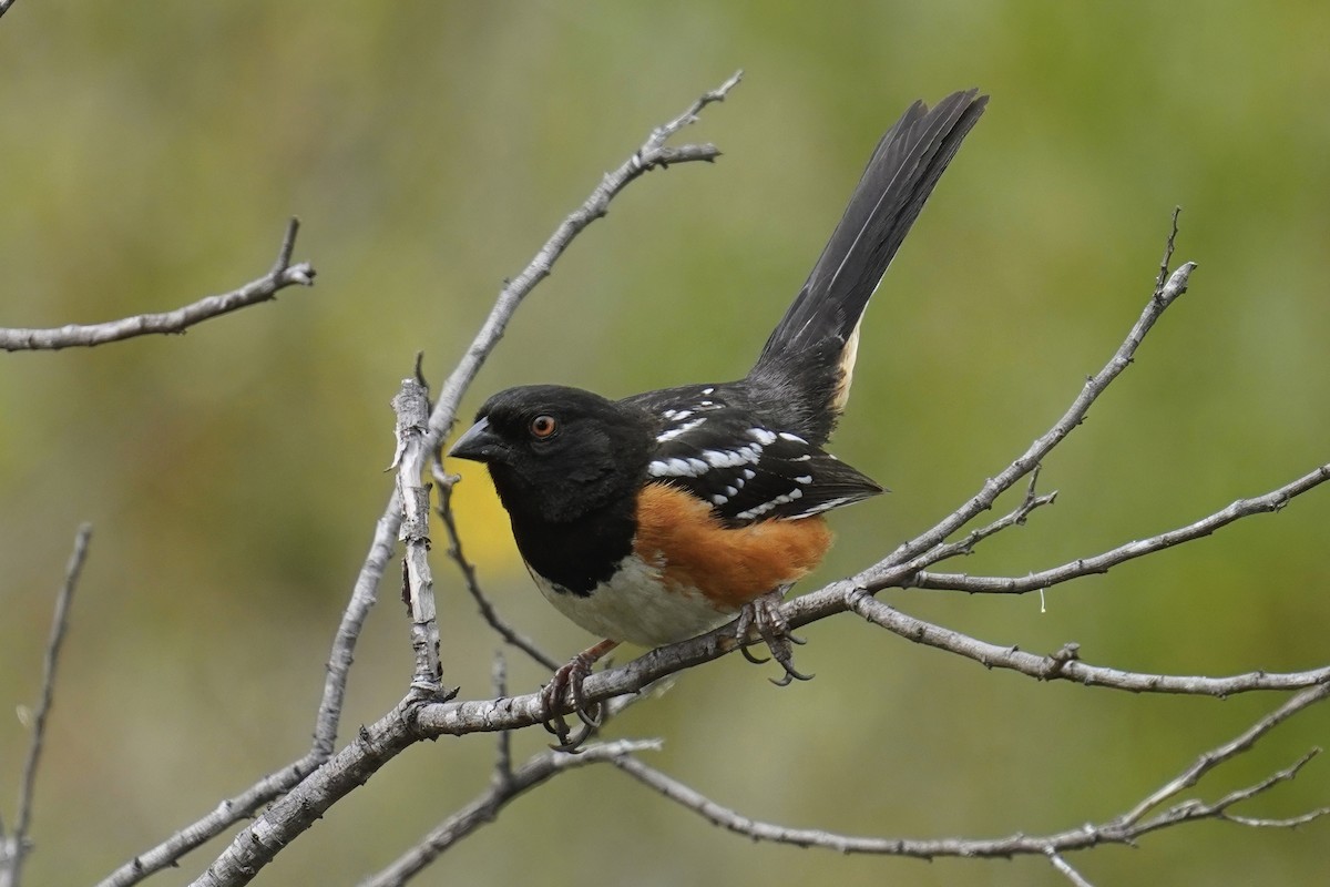 Spotted Towhee - ML638262907