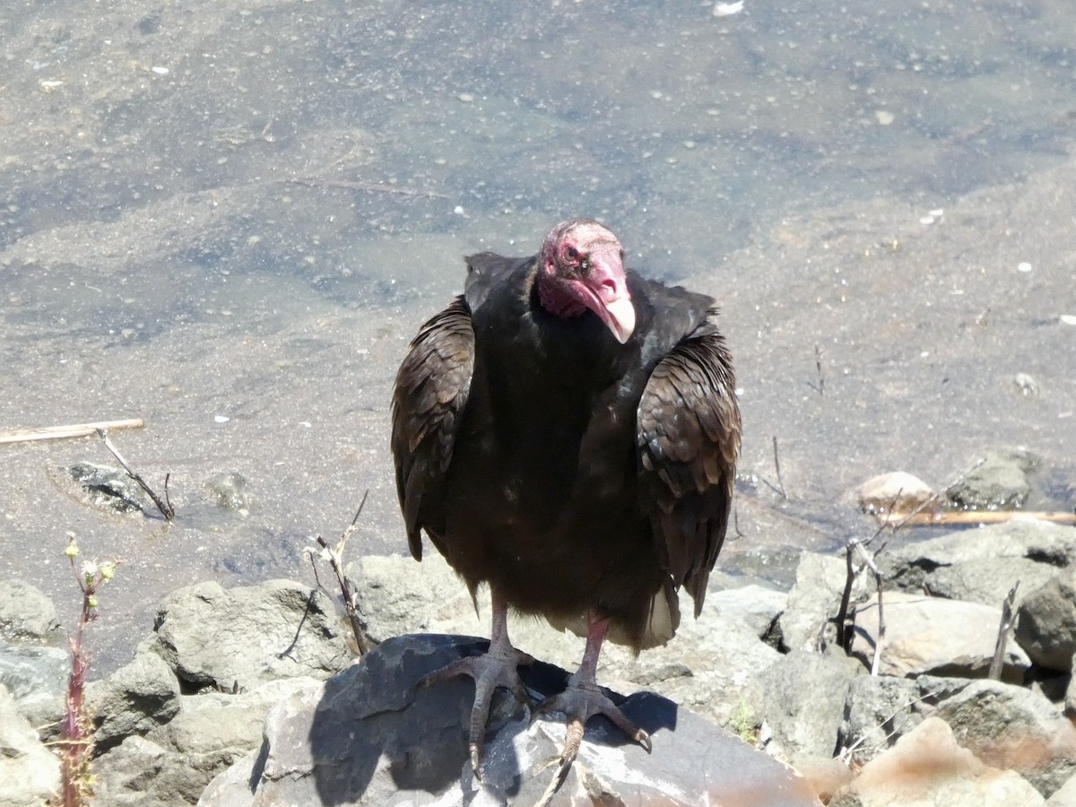 Turkey Vulture - ML638262917