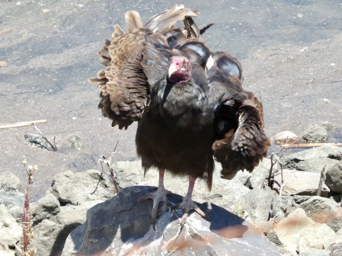 Turkey Vulture - ML638262918