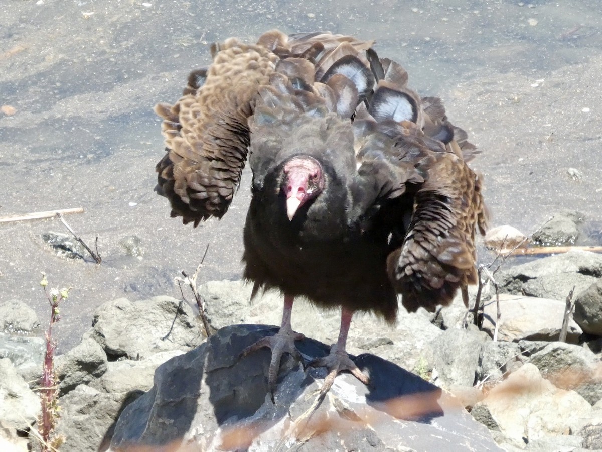 Turkey Vulture - ML638262923
