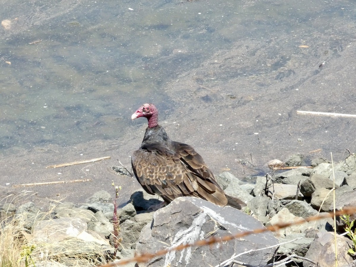 Turkey Vulture - ML638262925