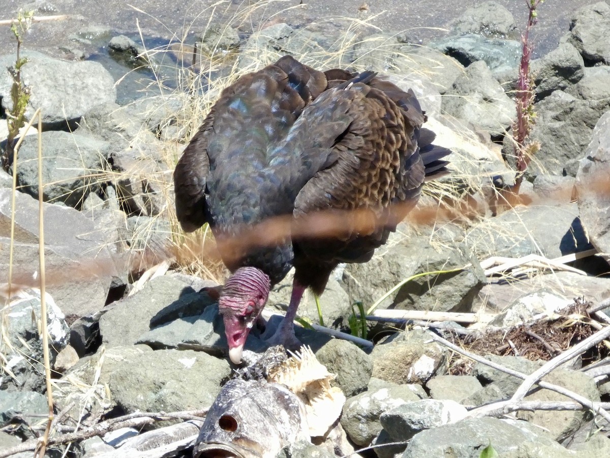 Turkey Vulture - ML638262927