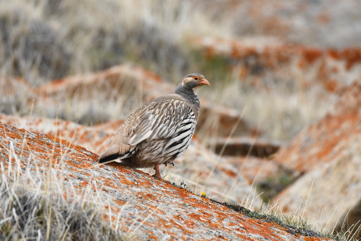 Tibetan Snowcock - ML638262930