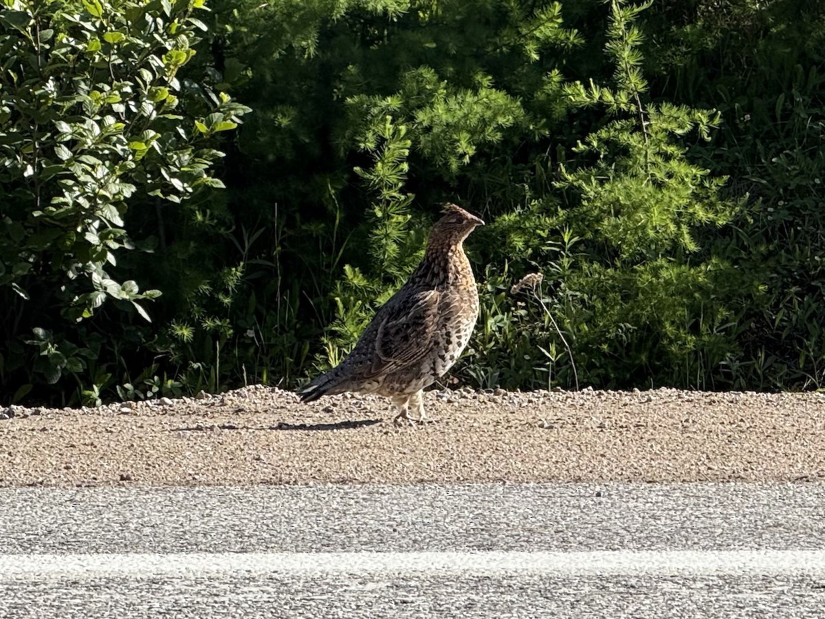 Ruffed Grouse - ML638262943