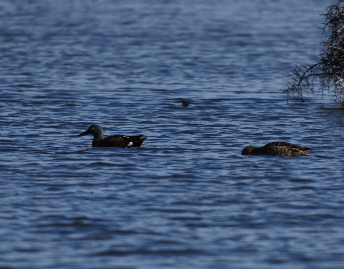 Australasian Shoveler - ML638262946