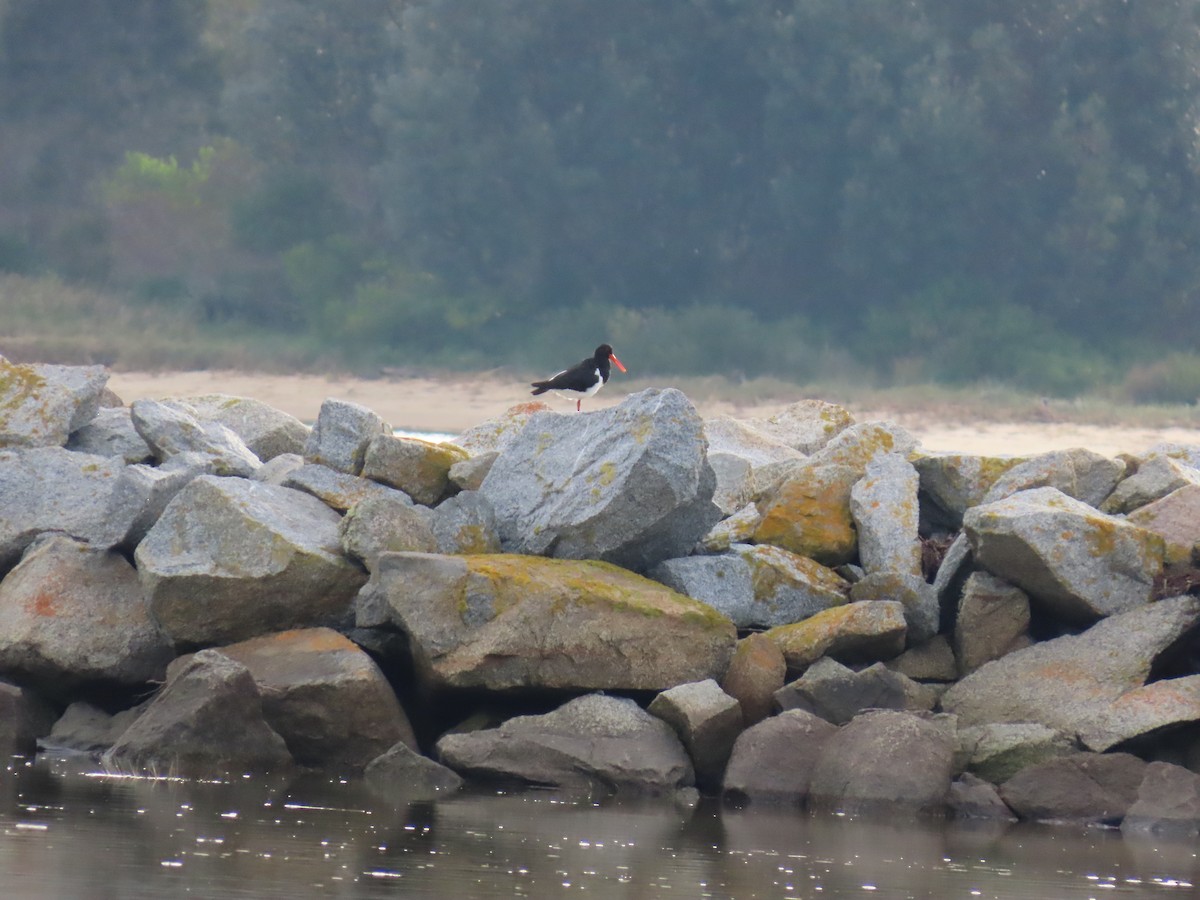 Pied Oystercatcher - ML638262956