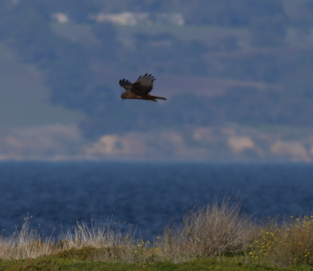 Swamp Harrier - ML638262961