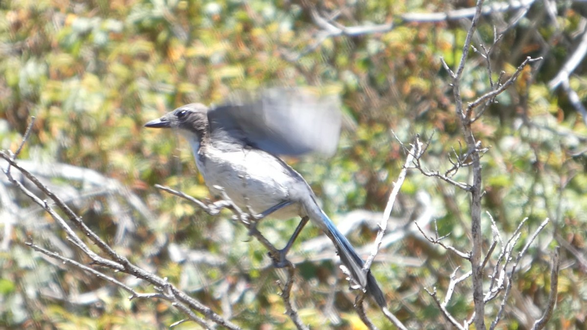 California Scrub-Jay - ML638262978