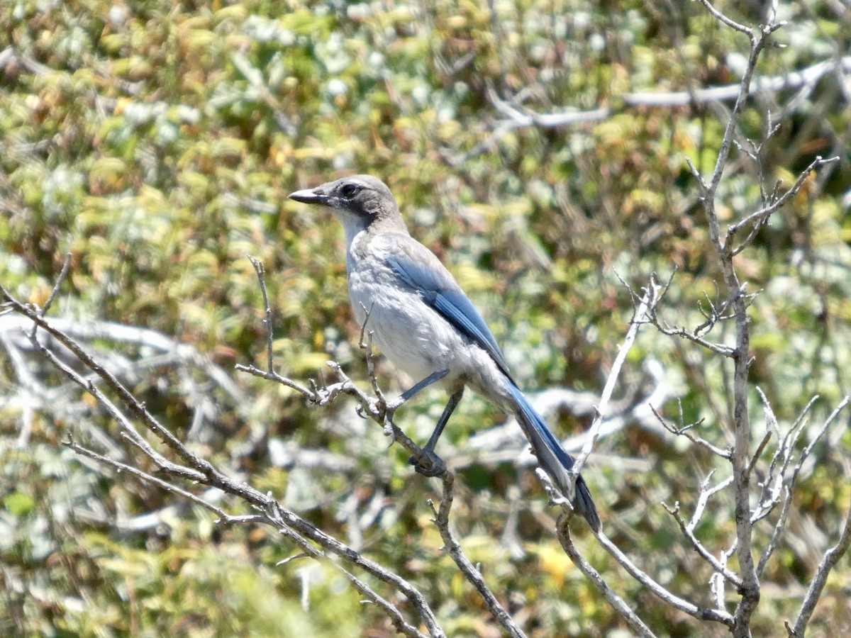 California Scrub-Jay - ML638262979