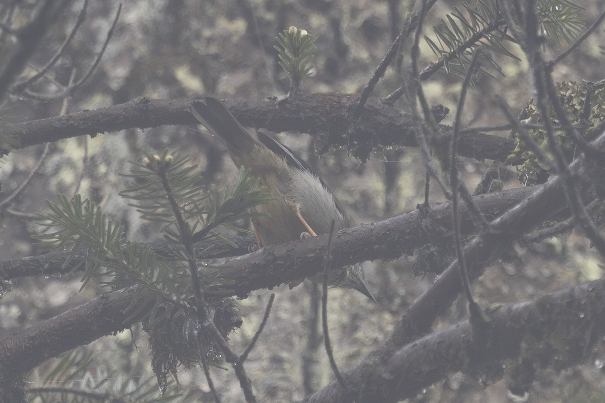 Stripe-throated Yuhina - ML638262980