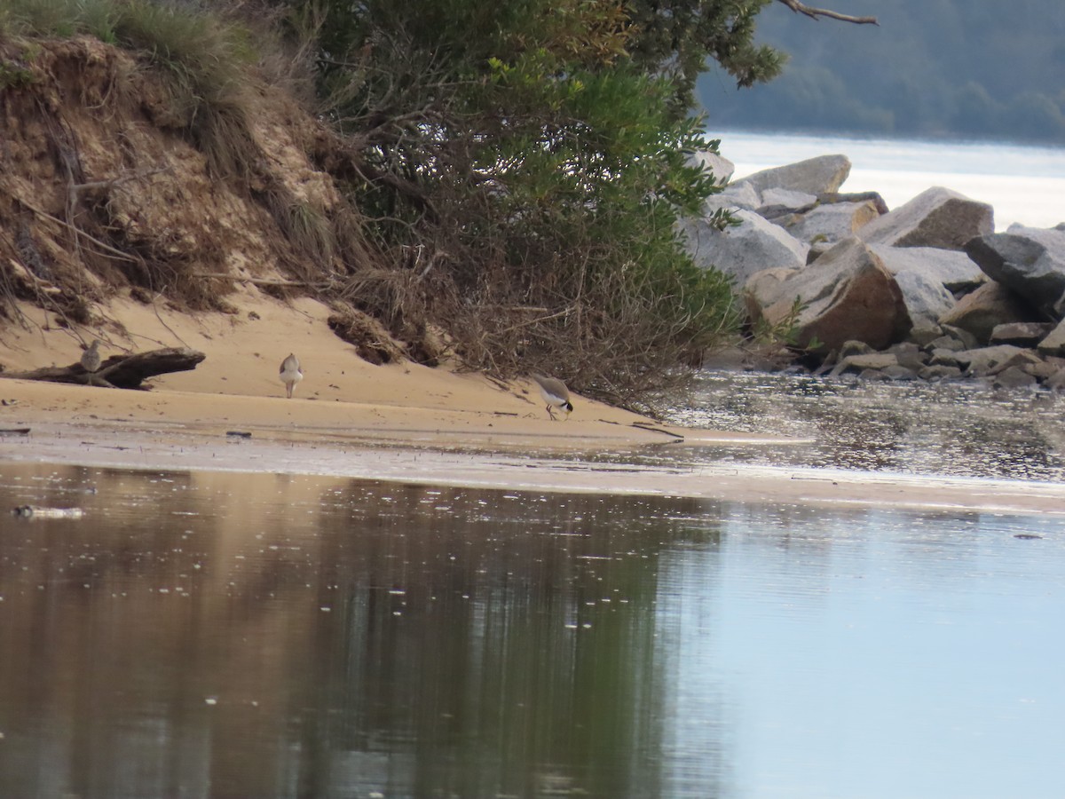 Masked Lapwing - ML638262981
