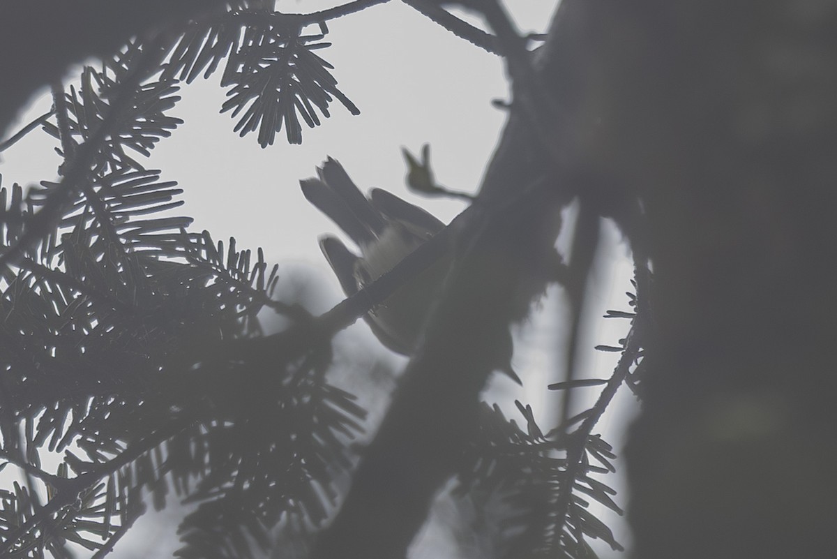 Goldcrest - ML638263008
