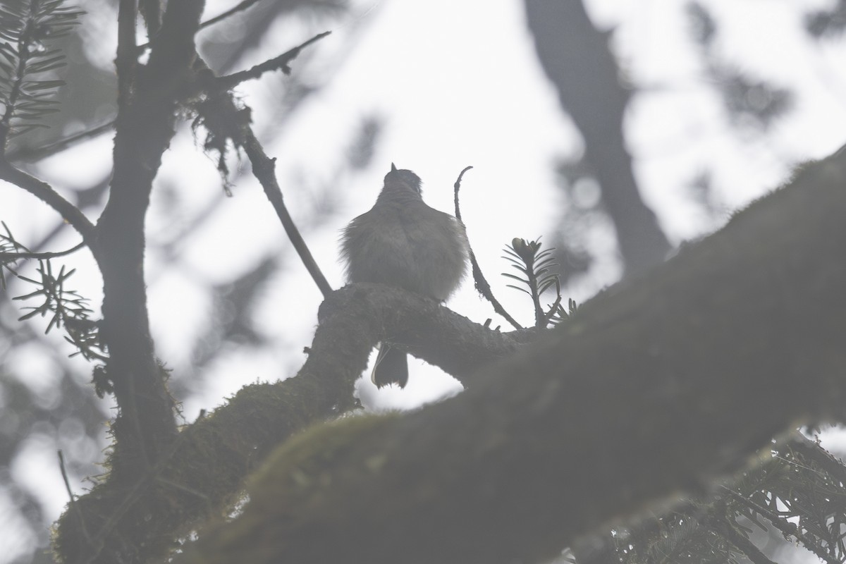 Goldcrest - ML638263009