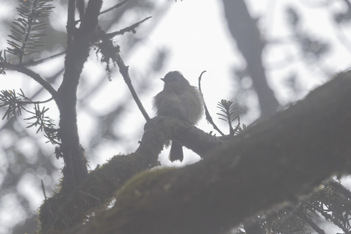 Goldcrest - ML638263010