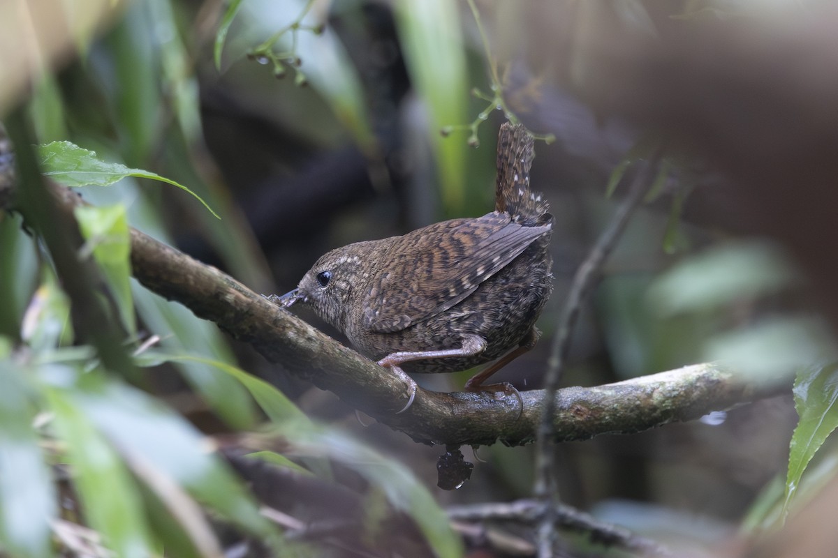 Troglodyte mignon - ML638263016