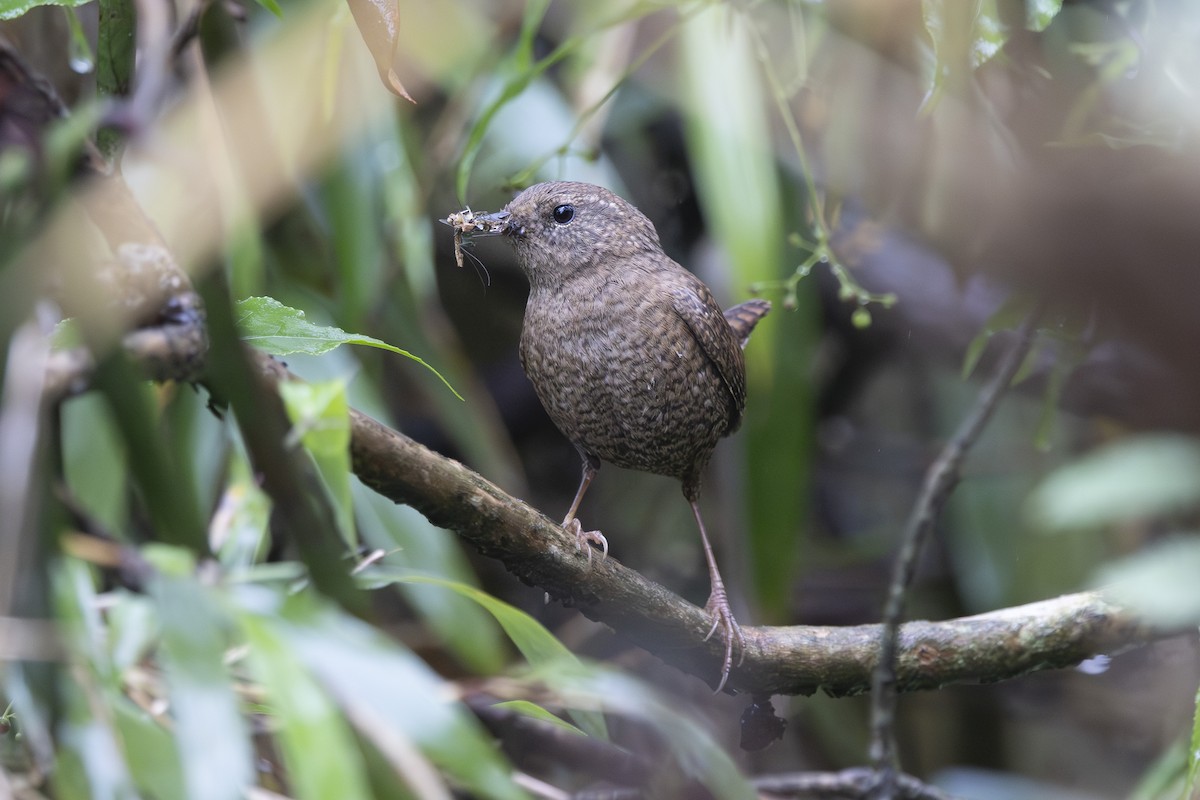 Troglodyte mignon - ML638263018
