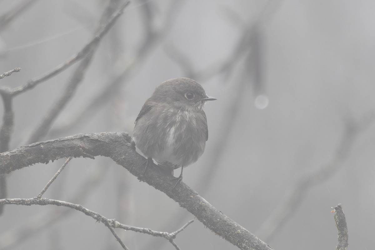 Dark-sided Flycatcher - ML638263022