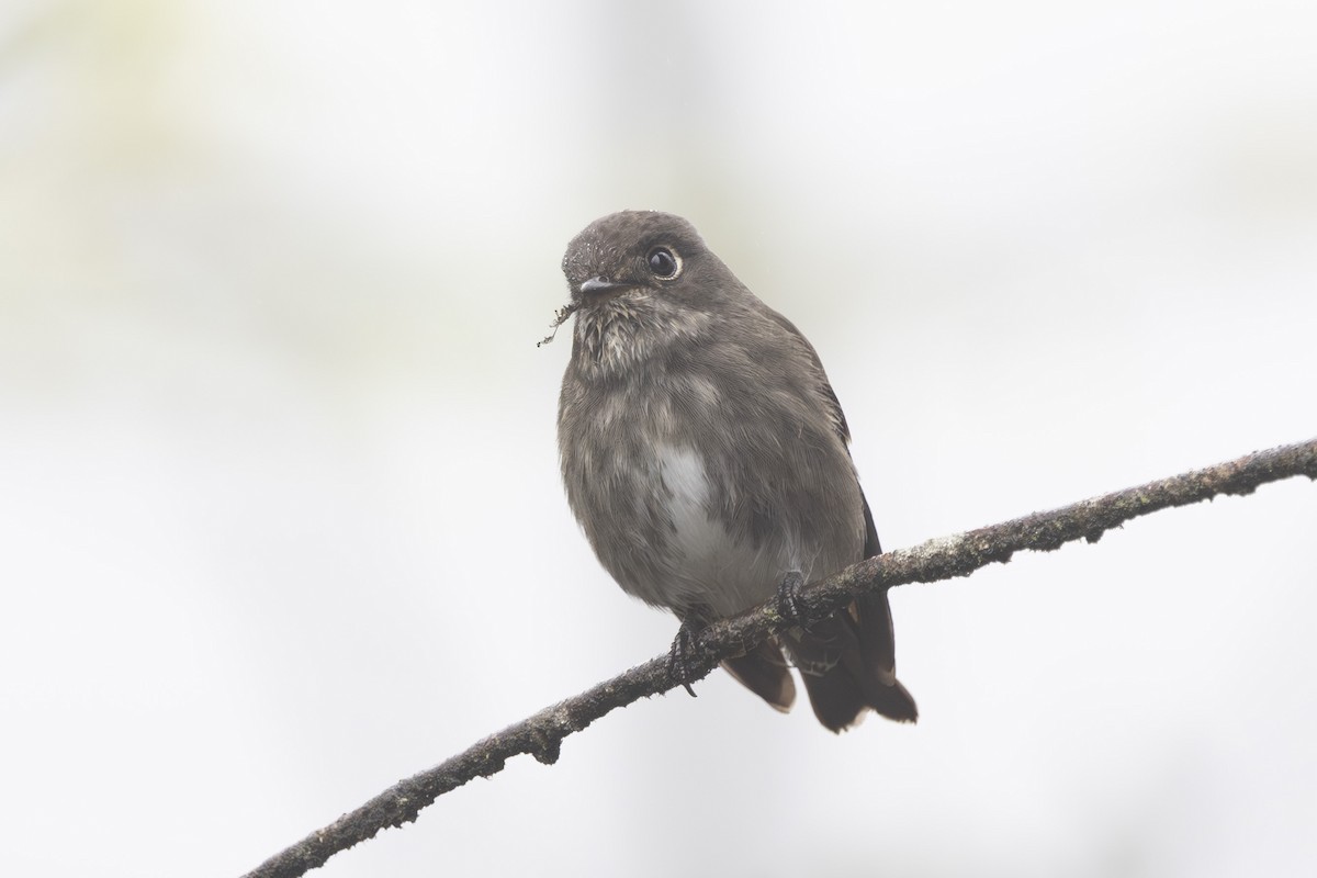 Dark-sided Flycatcher - ML638263023