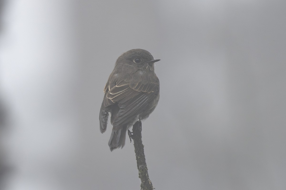 Dark-sided Flycatcher - ML638263024