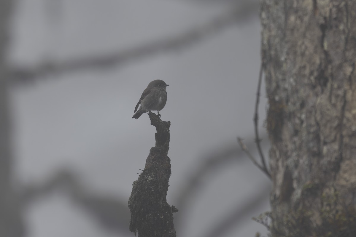 Dark-sided Flycatcher - ML638263025