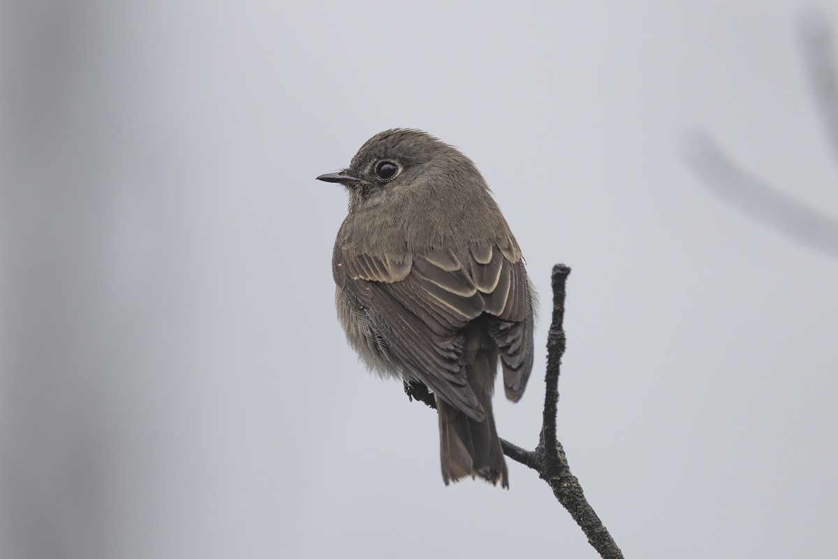 Dark-sided Flycatcher - ML638263026