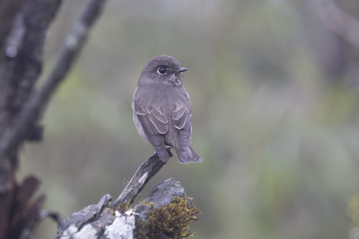 Dark-sided Flycatcher - ML638263027