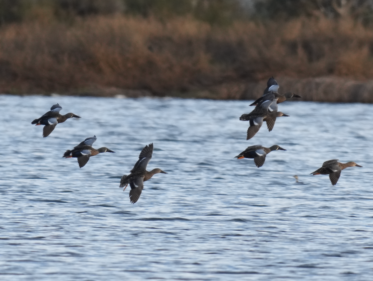 Australasian Shoveler - ML638263031