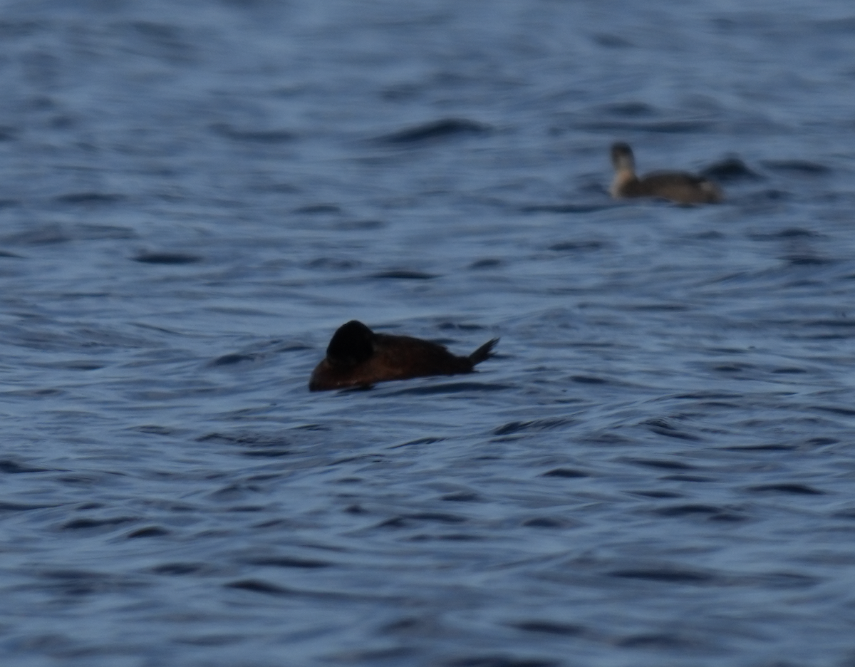 Blue-billed Duck - ML638263032