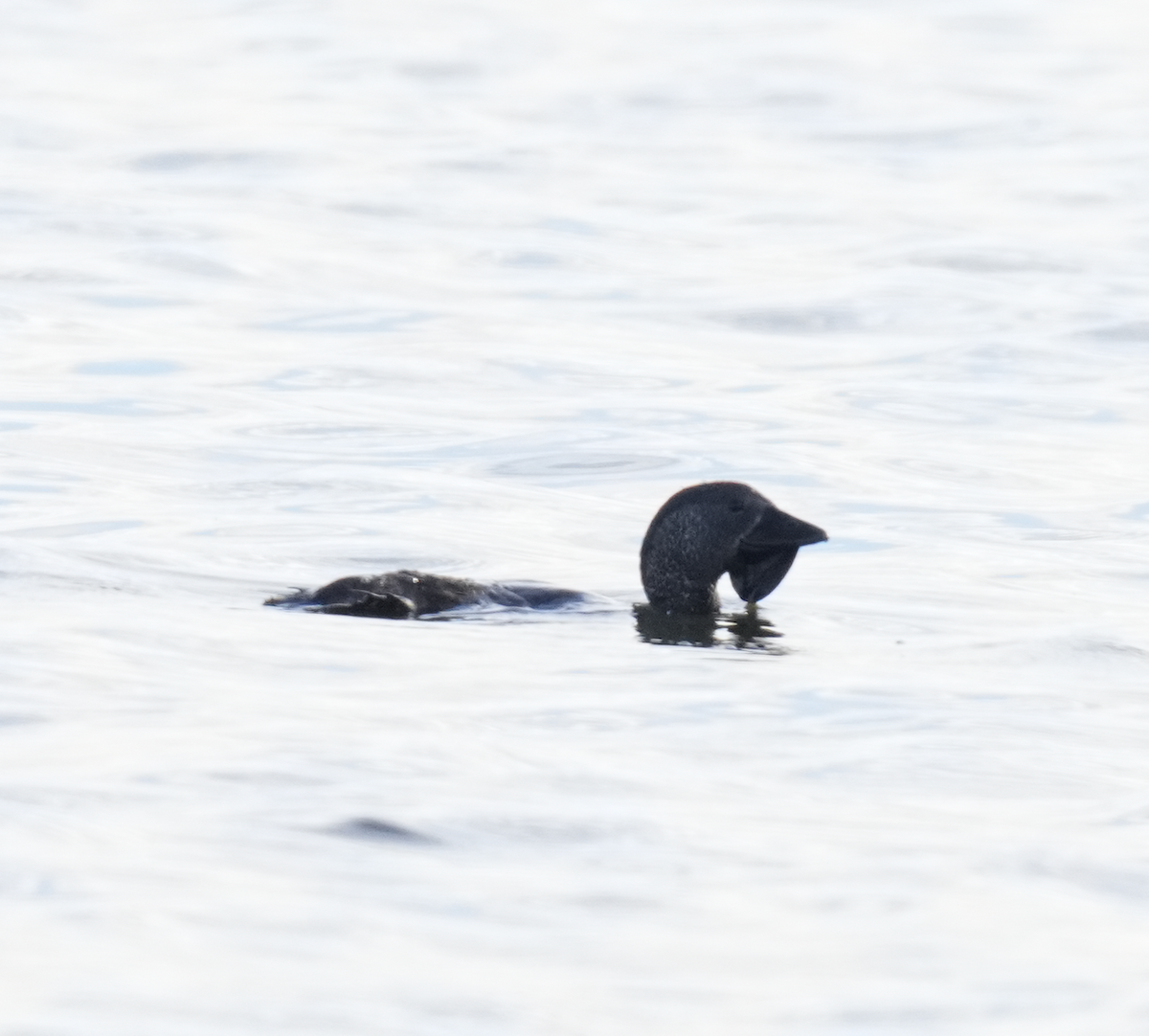 Musk Duck - ML638263040