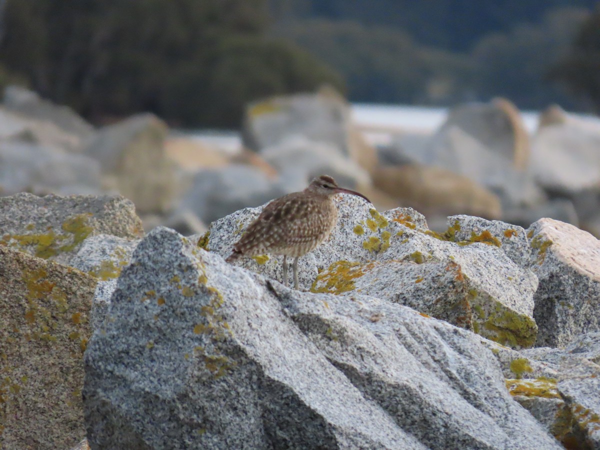 Whimbrel (White-rumped) - ML638263042