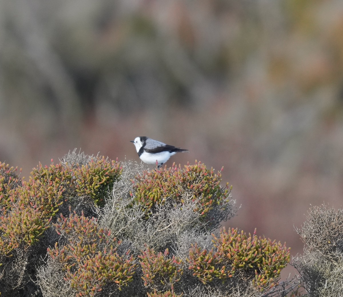 White-fronted Chat - ML638263047